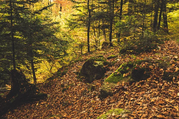 Schöne Herbstlandschaft — Stockfoto