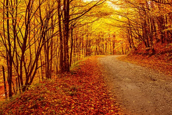 Hermoso paisaje de otoño — Foto de Stock