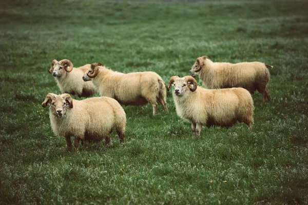 アイスランドでの羊の放牧 — ストック写真