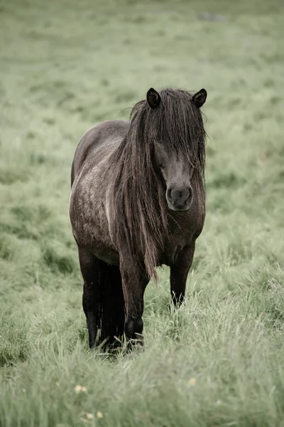 Caballo de hielo único — Foto de Stock