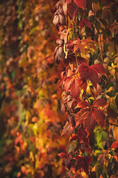 Wild grape red leaves — Stock Photo, Image