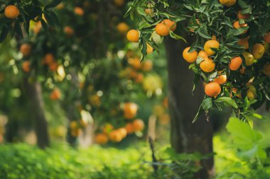 Mandalina güneşli bahçe