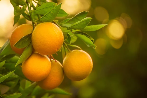 Πορτοκαλί κήπο με φρούτα — Φωτογραφία Αρχείου