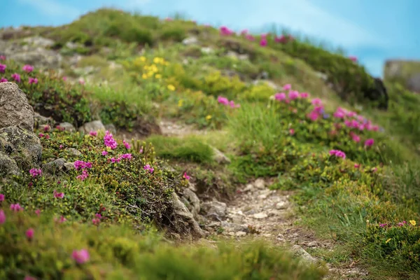 Doğada Rhododendron çiçekleri
