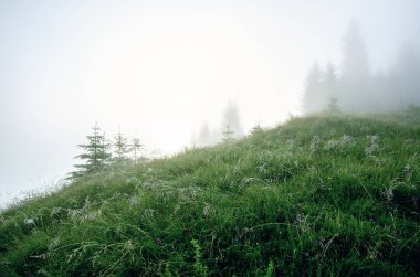 Sisli sabah manzarası