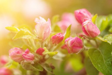 Elma ağacı çiçeği