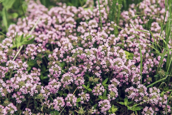 Thymus z kwiatami — Zdjęcie stockowe