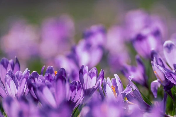 Voorjaarskrokusbloemen — Stockfoto