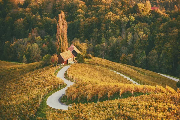 Herzförmige Weinstraße in Slowenien — Stockfoto