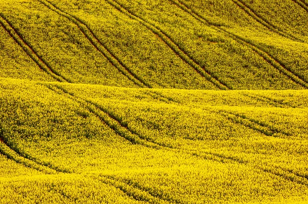 Champ jaune de colza au printemps — Photo