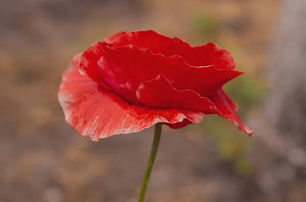 Papoula de primavera vermelha — Fotografia de Stock