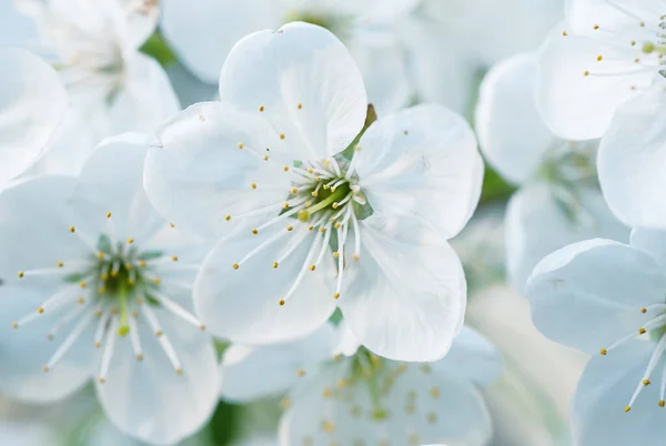 Flores de primavera de cereja — Fotografia de Stock