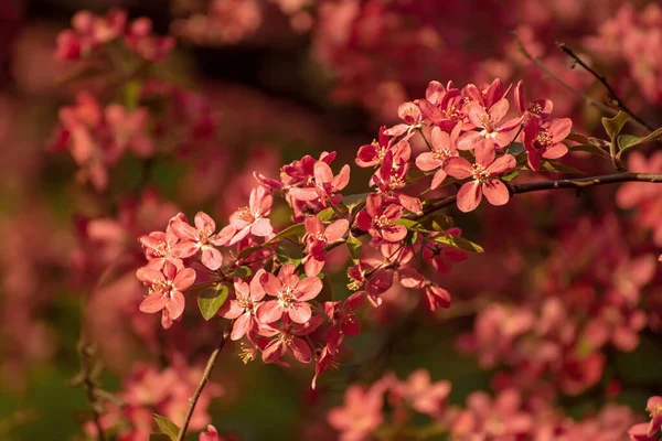 Rote Apfelblüten — Stockfoto