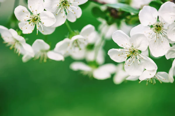 Cornice fiori di ciliegio — Foto Stock