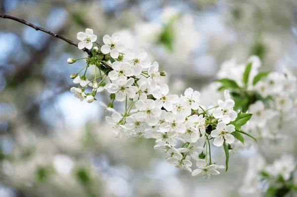 Cadre de fleurs de cerise — Photo