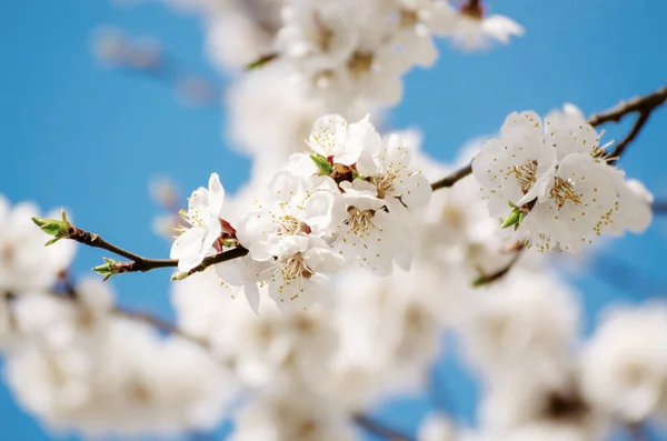 Aprikosträd blommar — Stockfoto