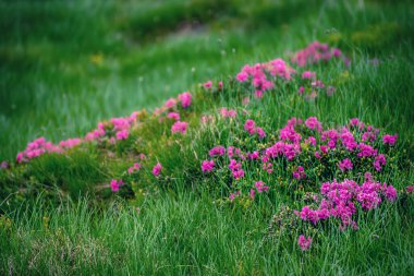 Doğada Rhododendron çiçekleri