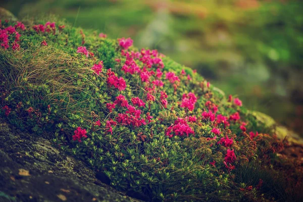 Rhododendron flowers in nature — Stock Photo, Image