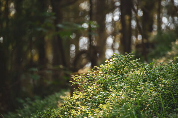 Dark moody forest