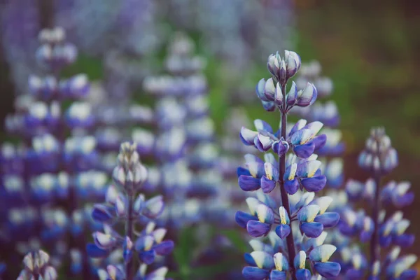 İzlanda 'da Lupine çiçekleri — Stok fotoğraf