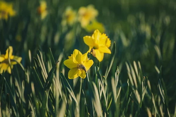 Krásné žluté narcisy — Stock fotografie