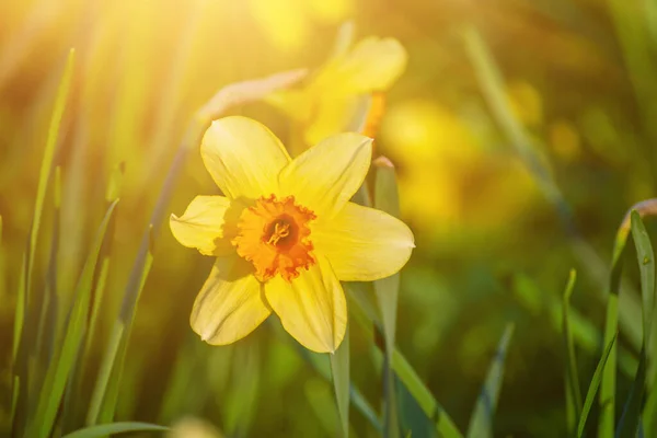 Prachtige gele narcissen — Stockfoto