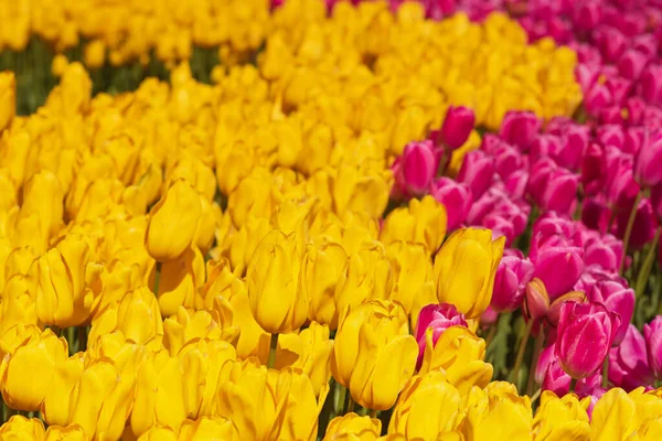 Πολύχρωμα λουλούδια τουλίπας — Φωτογραφία Αρχείου