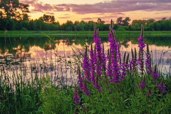 Güzel yaz batımı — Stok fotoğraf