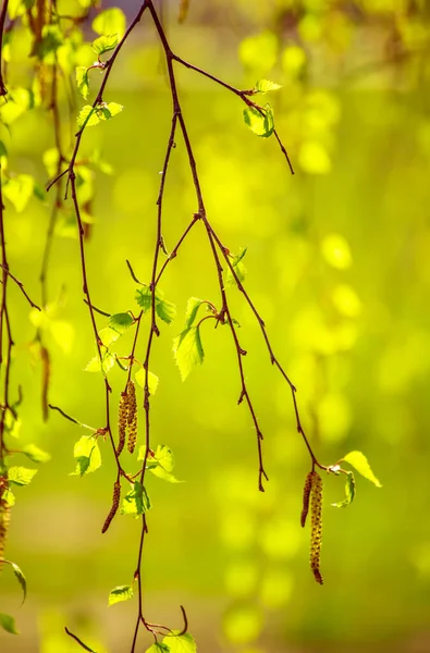 春桦树枝条 — 图库照片