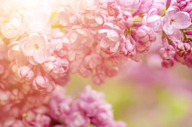 Leylak çiçekleri makro