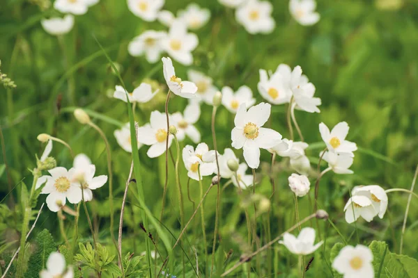 白いアネモナの花 — ストック写真