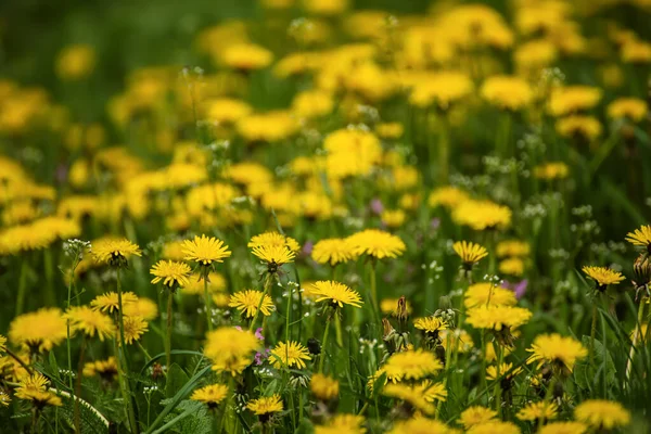 민들레 꽃 초원 — 스톡 사진