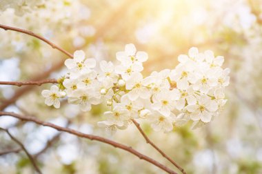 Kiraz çiçekleri çerçevesi