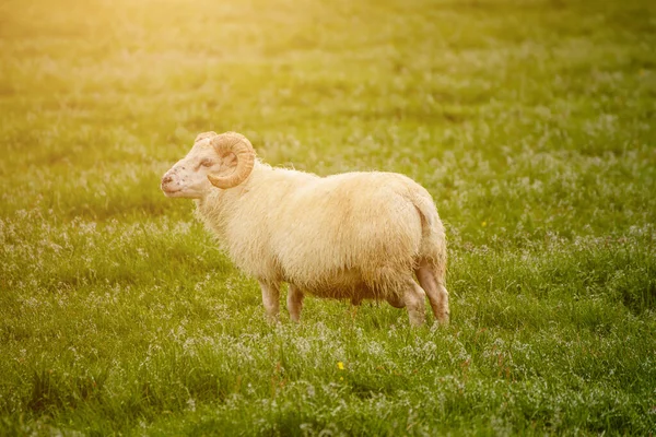 Schafe weiden in Island — Stockfoto