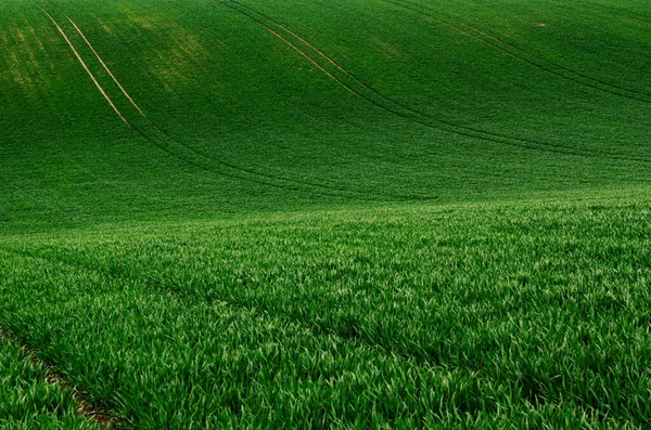 Zielona trawa tło pola — Zdjęcie stockowe