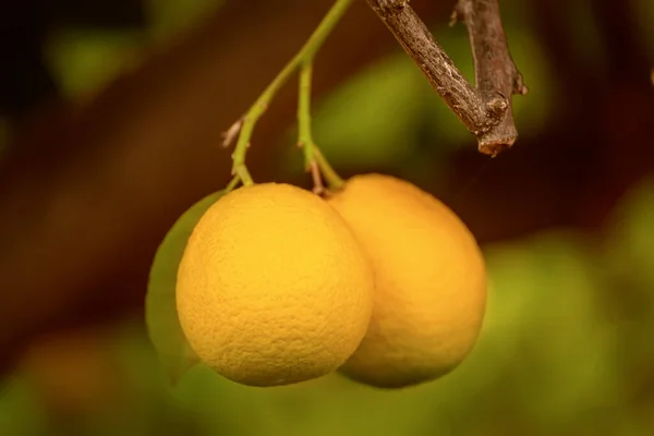 Orange trädgård med frukt — Stockfoto
