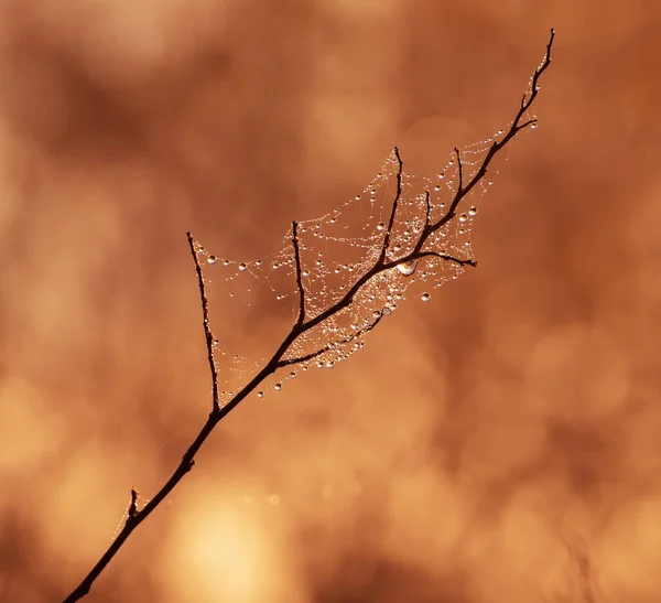 Galho de árvore com gotículas — Fotografia de Stock