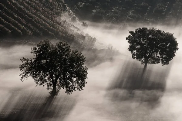 Два дерева в тумані — стокове фото