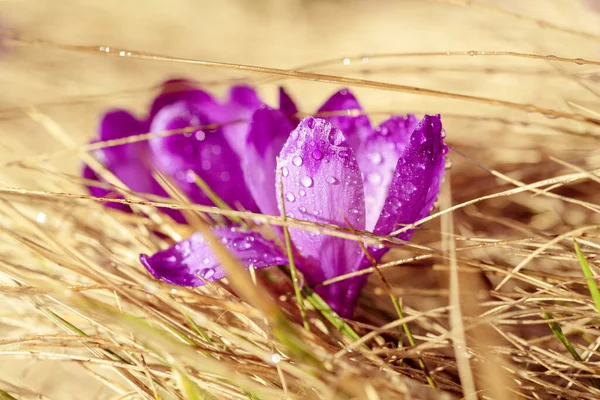 Jarní krokus květiny — Stock fotografie