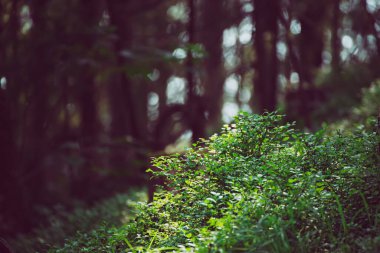 Karanlık kasvetli orman