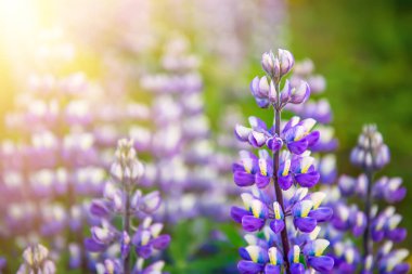 İzlanda 'da Lupine çiçekleri