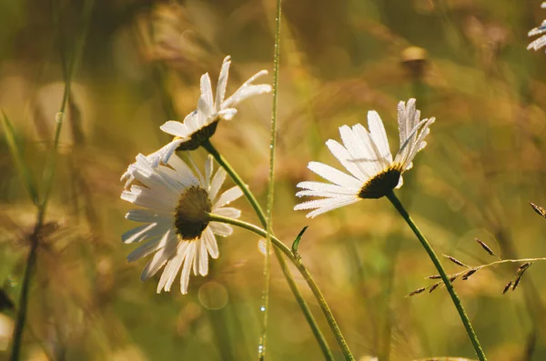野生のカモミールの花 — ストック写真