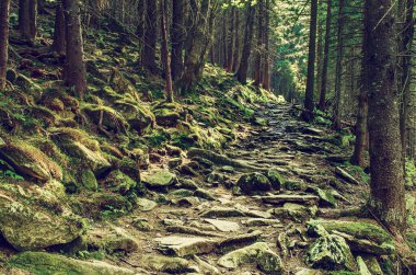 Kuzey İskandinav Ormanı