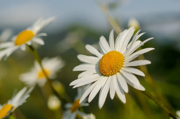 Wilde kamillebloemen — Stockfoto