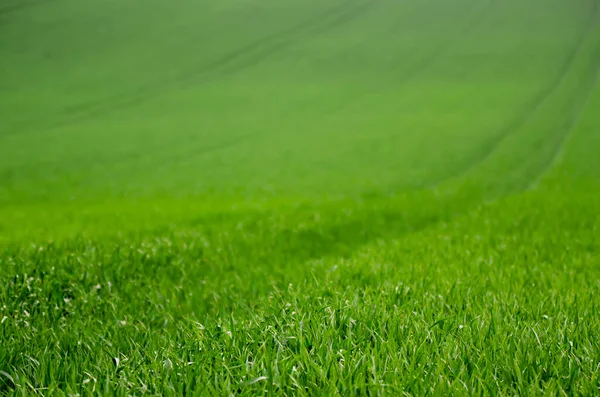 Fondo de campo de hierba verde — Foto de Stock