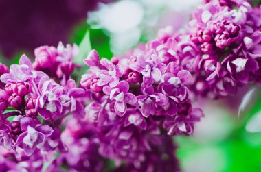 Bahar leylak çiçekleri