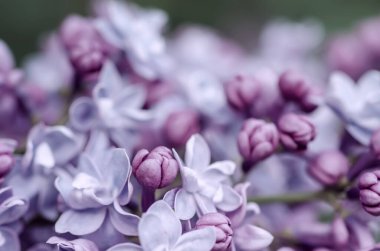 Leylak çiçekleri makro