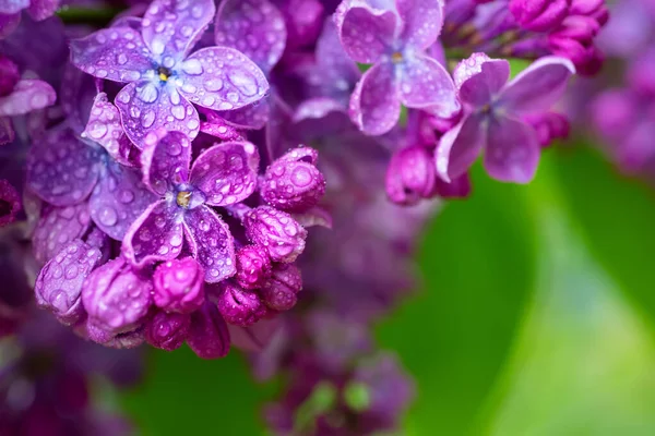Macro fleurs de lilas — Photo