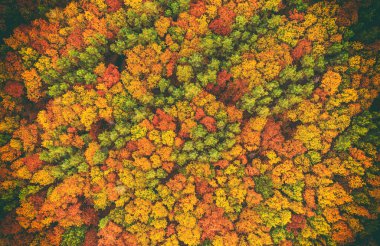 Yukarıdan sonbahar ormanı