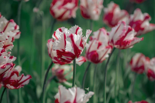 Flores de tulipán rojo — Foto de Stock